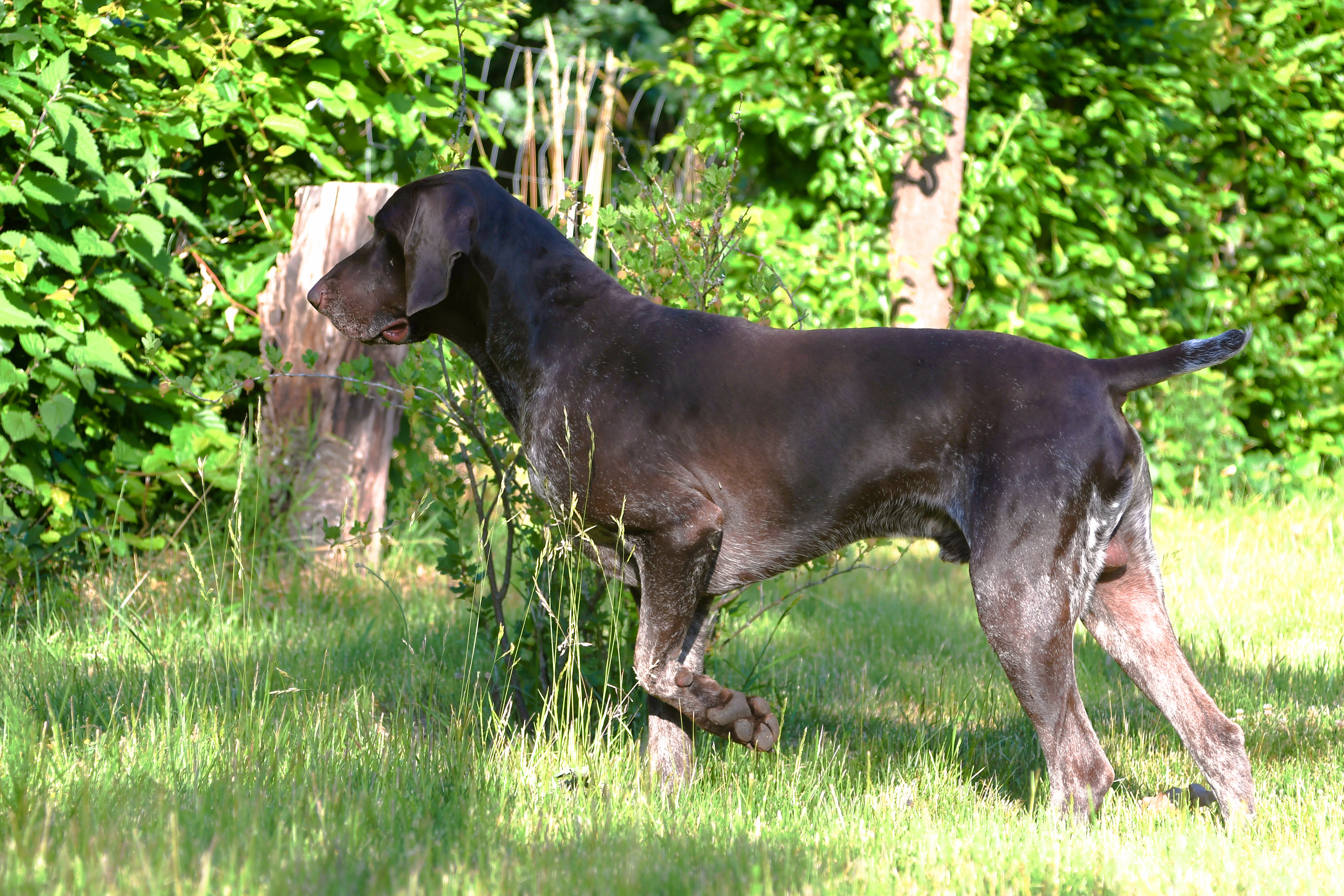 Béla von der Nordhoop